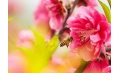桃花都快開了 你還宅在家里嗎？