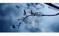 今日霜降 | 一年補透透，不如補霜降